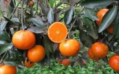 八月桔与沙糖桔的区别
，柑橘到几月份果子就停止膨大了？